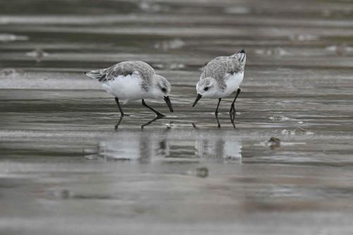 Bécasseaux Sanderlings, plage de Pontaillac