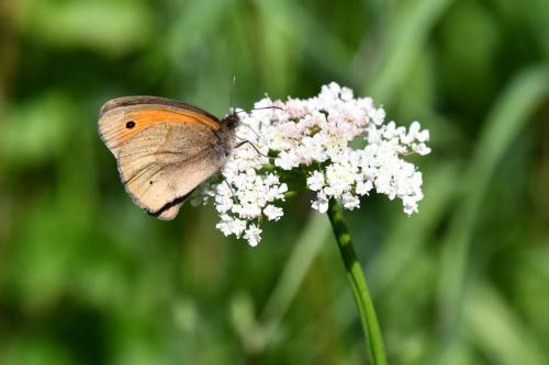 Myrtil (Maniola jurtina) mâle