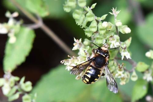 Anthidium