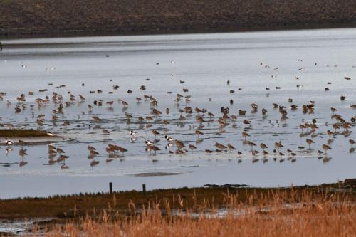 Courlis cendrés, tadornes de belon, chevaliers gambettes, canards pilets