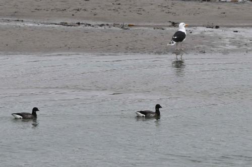 Goéland marin et Bernarches cravants