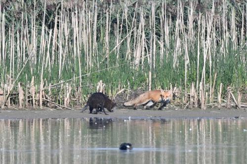 Renard roux et ragondins