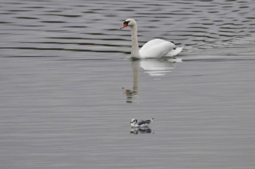 Mouette tridactyle (adulte) et cygne tuberculé