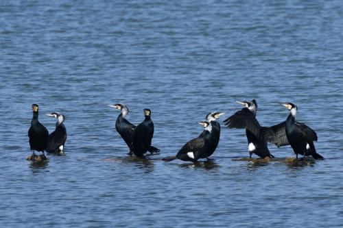Grands cormorans