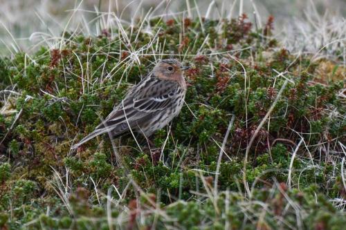Pipit à gorge rousse