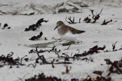 Bécasseau de Temminck