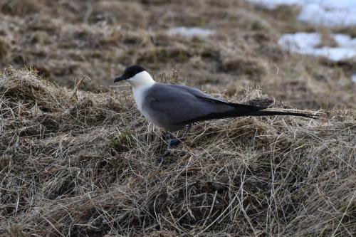 Labbe à longue queue