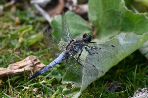 Orthétrum réticulé