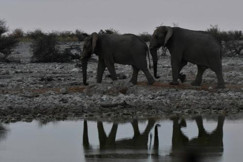 Elephants de savane