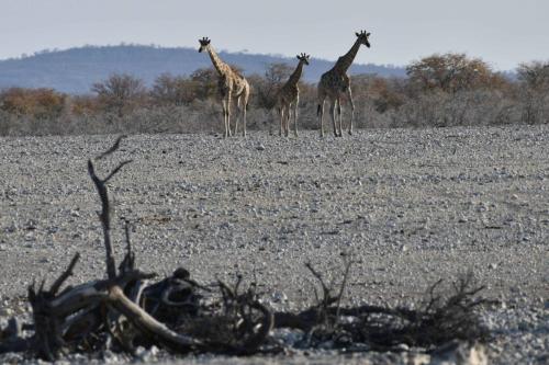 Girafes