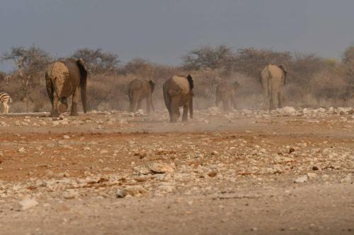 Eléphants de savane