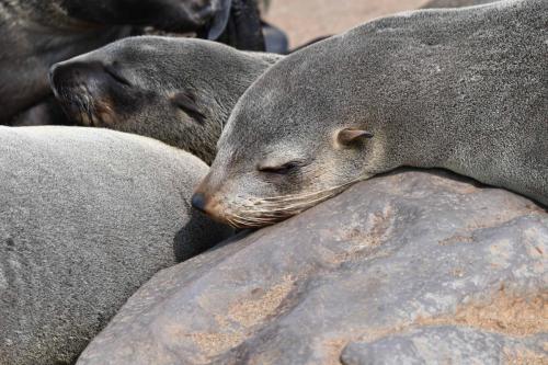Otaries à fourrure d'Afrique du Sud