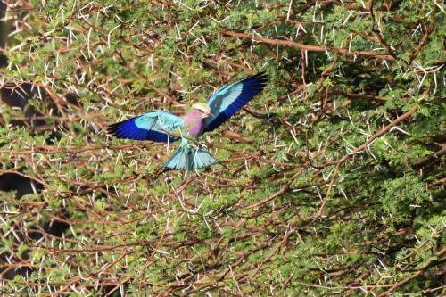 Rollier à longs brins