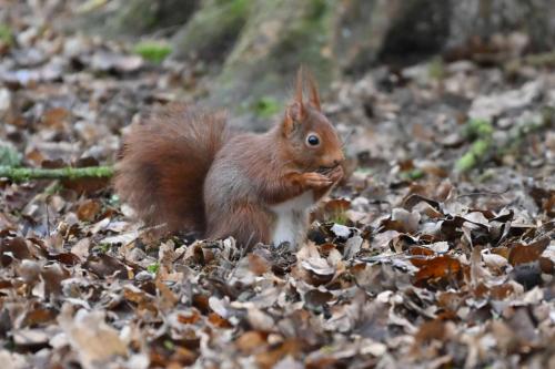 Ecureuil roux