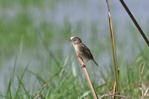Cisticole des joncs