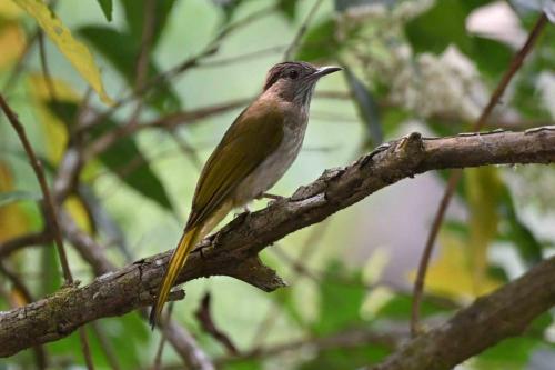 Bulbul de McClelland
