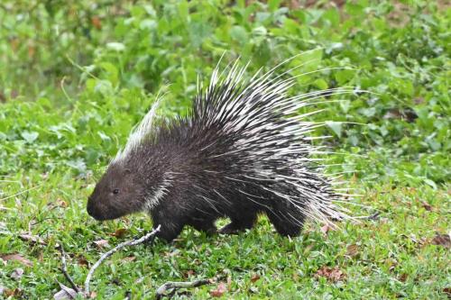 Porc-épic de Malaisie