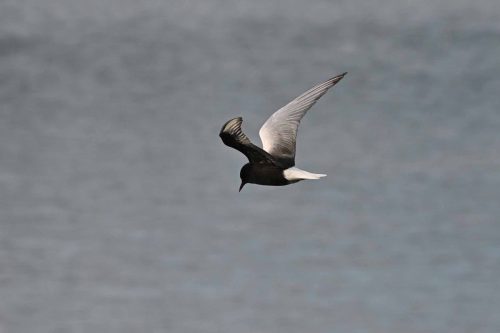 Guifette leucoptère