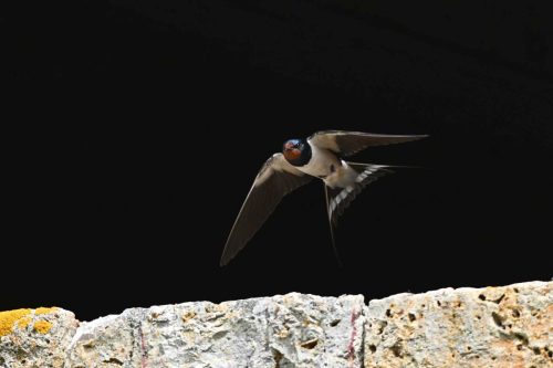 Hirondelle rustique