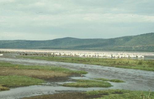 Kenya - Lac Nakuru - Cormorans, Flamants roses, Pélicans