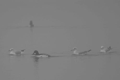 Garrot à oeil d'or et Mouettes rieuses