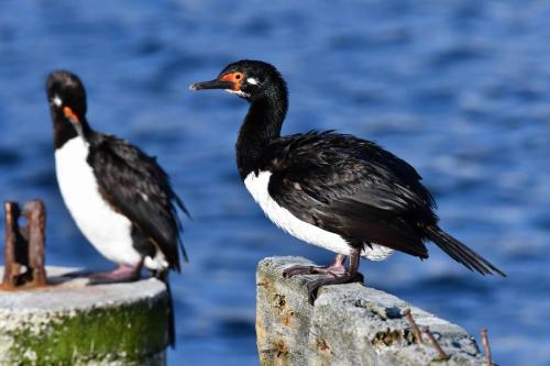 Cormorans de Magellan