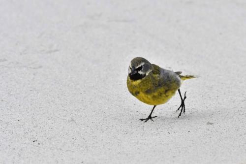 Mélanodère à sourcils blancs