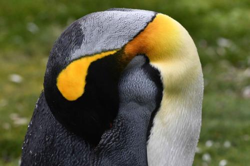 Manchot royal pendant la sieste.