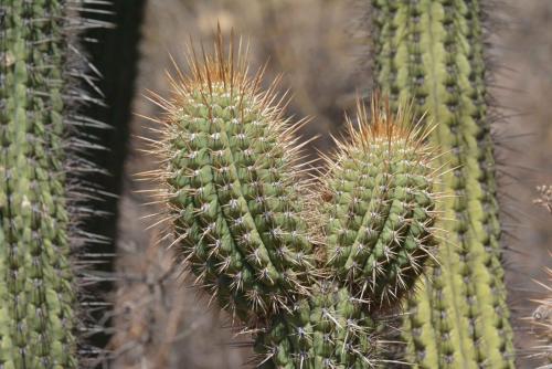 Cactus (Echinopsis chiloensis)