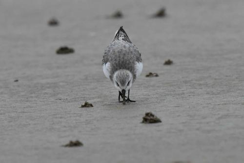 Bécasseau Sanderling, plage de Pontaillac