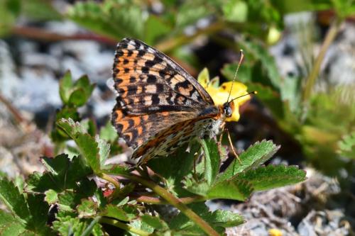 Mélitée orangée (Melitaea didyma)
