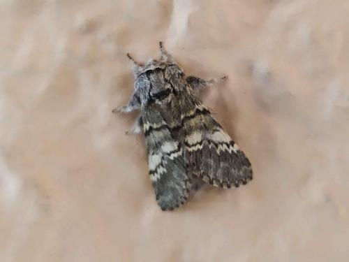 La Demi-Lune noire (Drymonia ruficornis)
