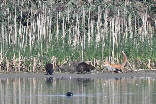Renard roux et ragondins
