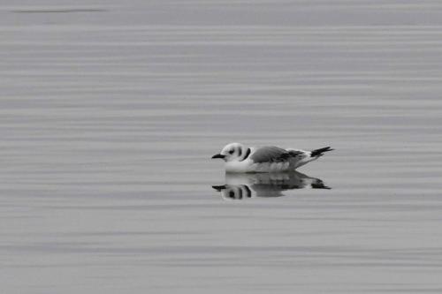 Mouette tridactyle (1ère année)