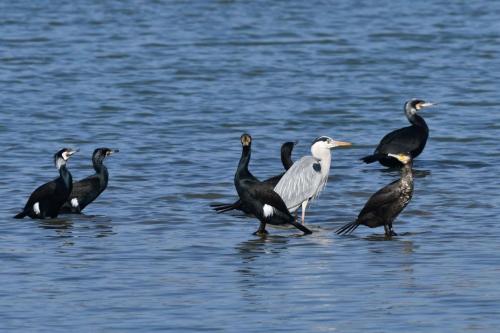 Grands cormorans et héron cendré