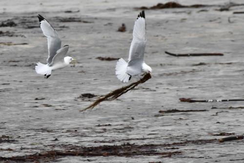Mouettes tridactyles