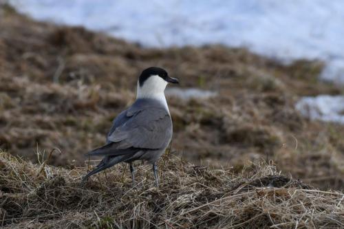 Labbe à longue queue