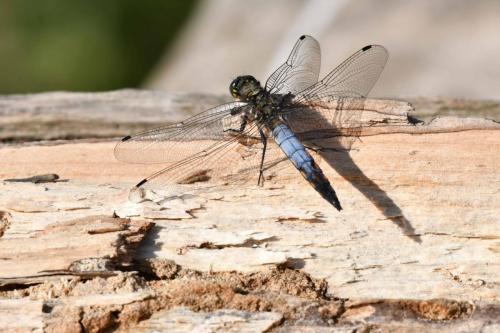 Orthétrum réticulé