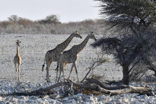Girafes