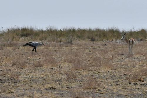 Messager sagittaire et springbok