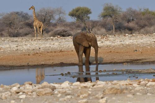 Eléphant de savane et girafe