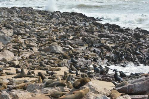 Otaries à fourrure d'Afrique du Sud