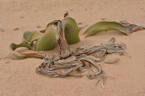 Welwitschia mirabilis