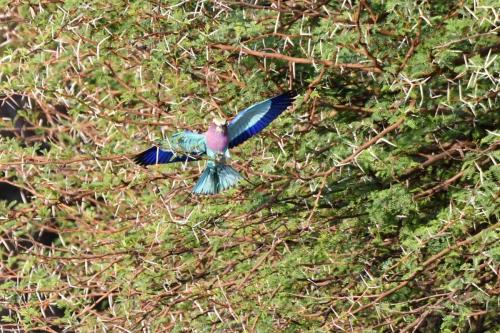 Rollier à longs brins