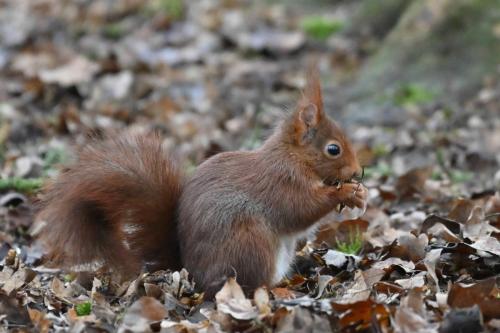 Ecureuil roux