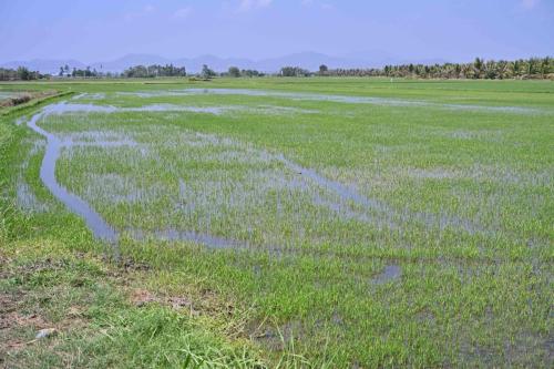 Rizières Amphoe Mueang Phetchaburi
