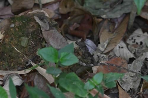 Acanthosaura crucigera