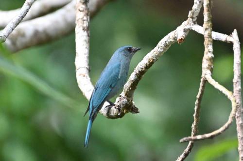 Gobemouche vert-de-gris