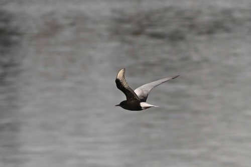 Guifette leucoptère