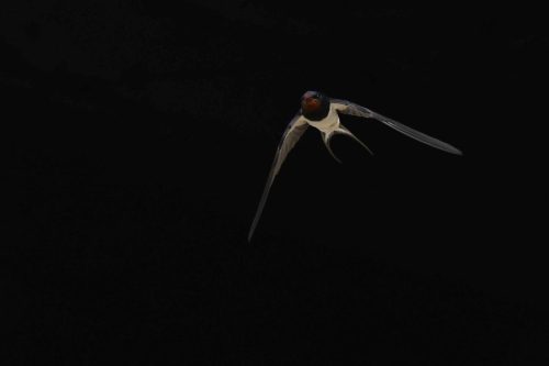 Hirondelle rustique